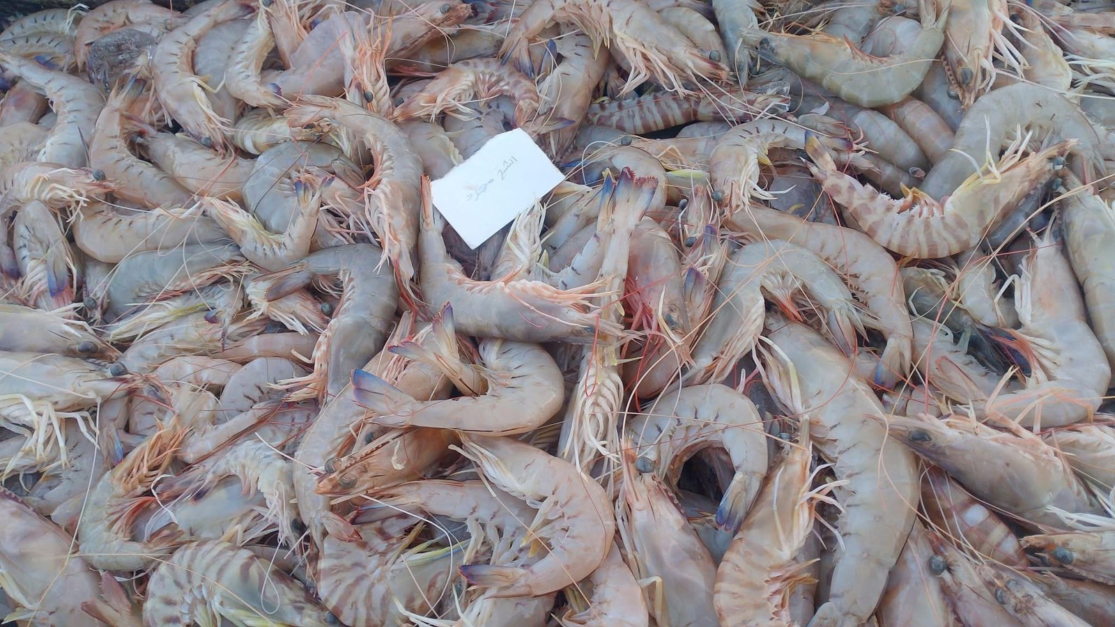 Catch being iced at the port